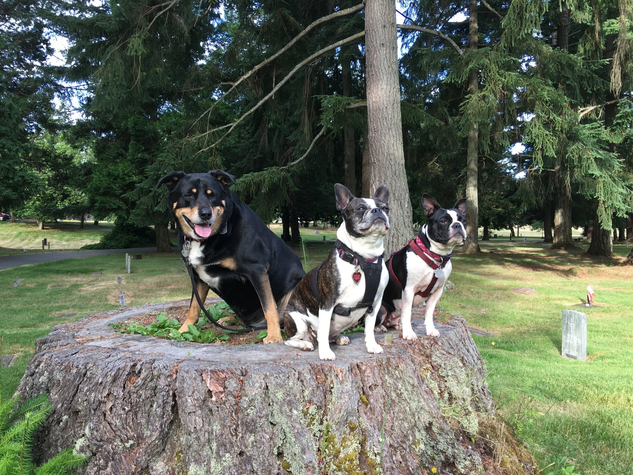 3 Amigos.jpg